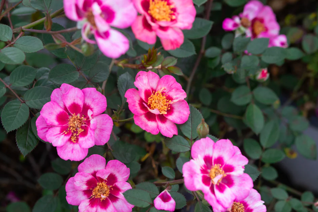 Rose 'Diane Sommers' - Native Gardeners