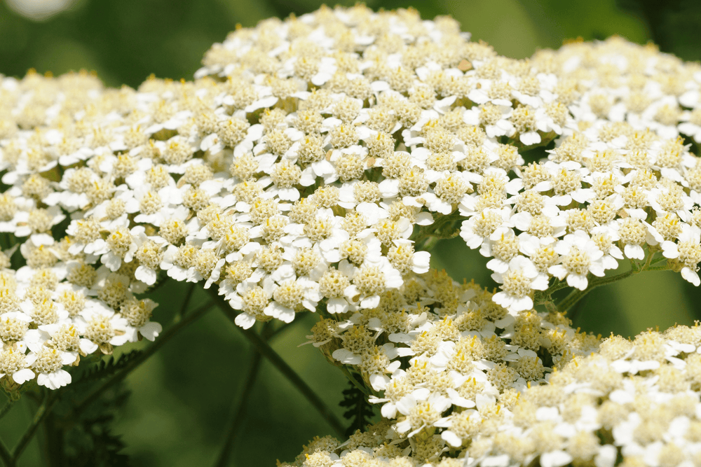 Yarrow 'White' - Native Gardeners