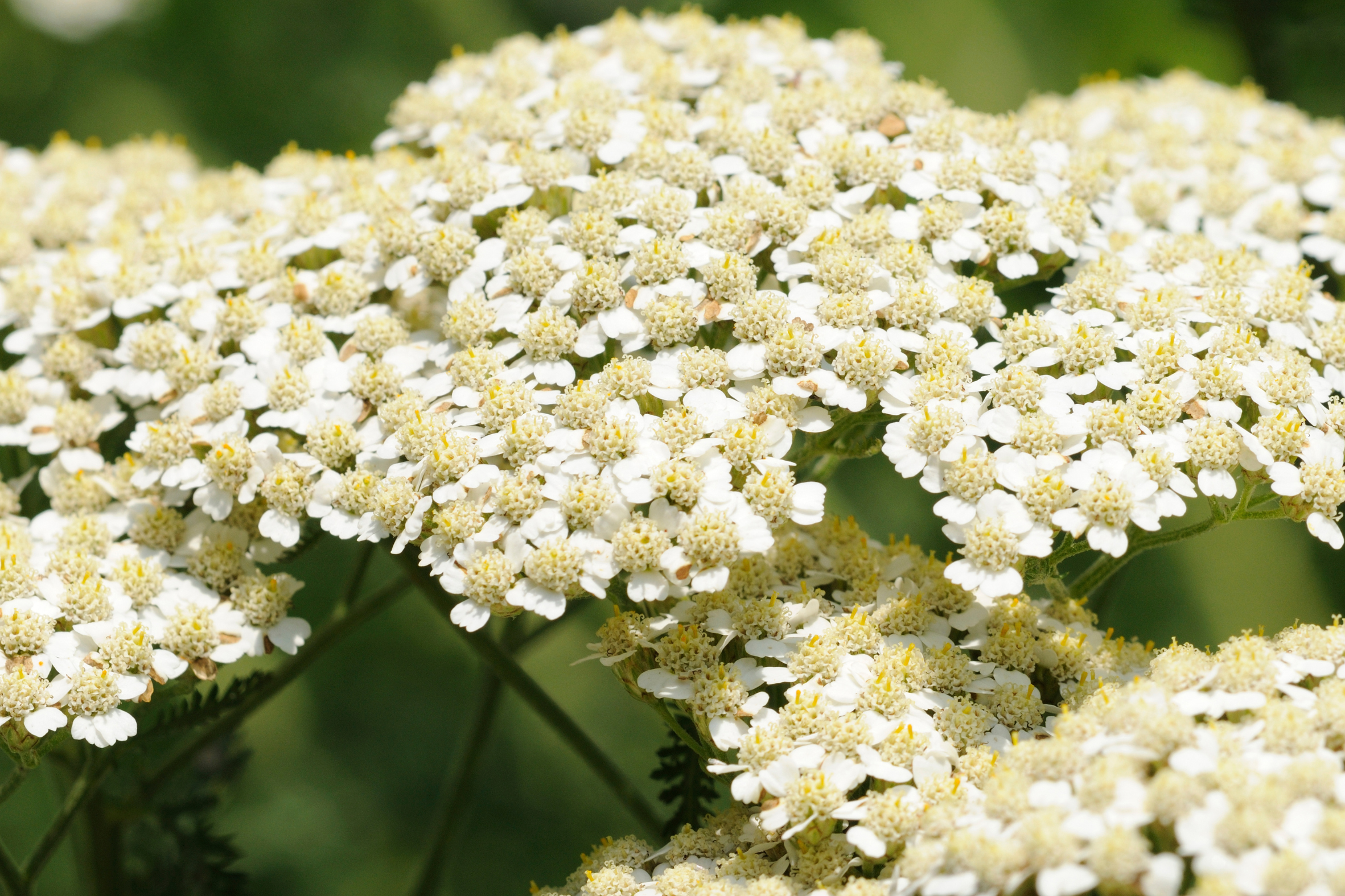 Yarrow 'White'