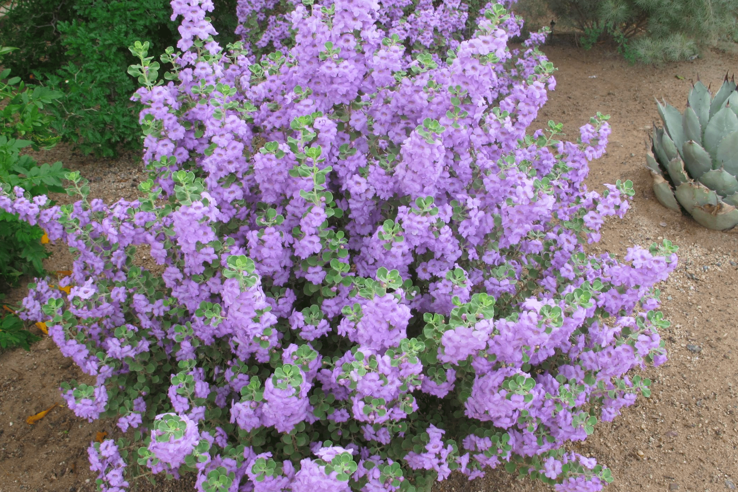 Texas Sage 'Lynn's Legacy' - Native Gardeners