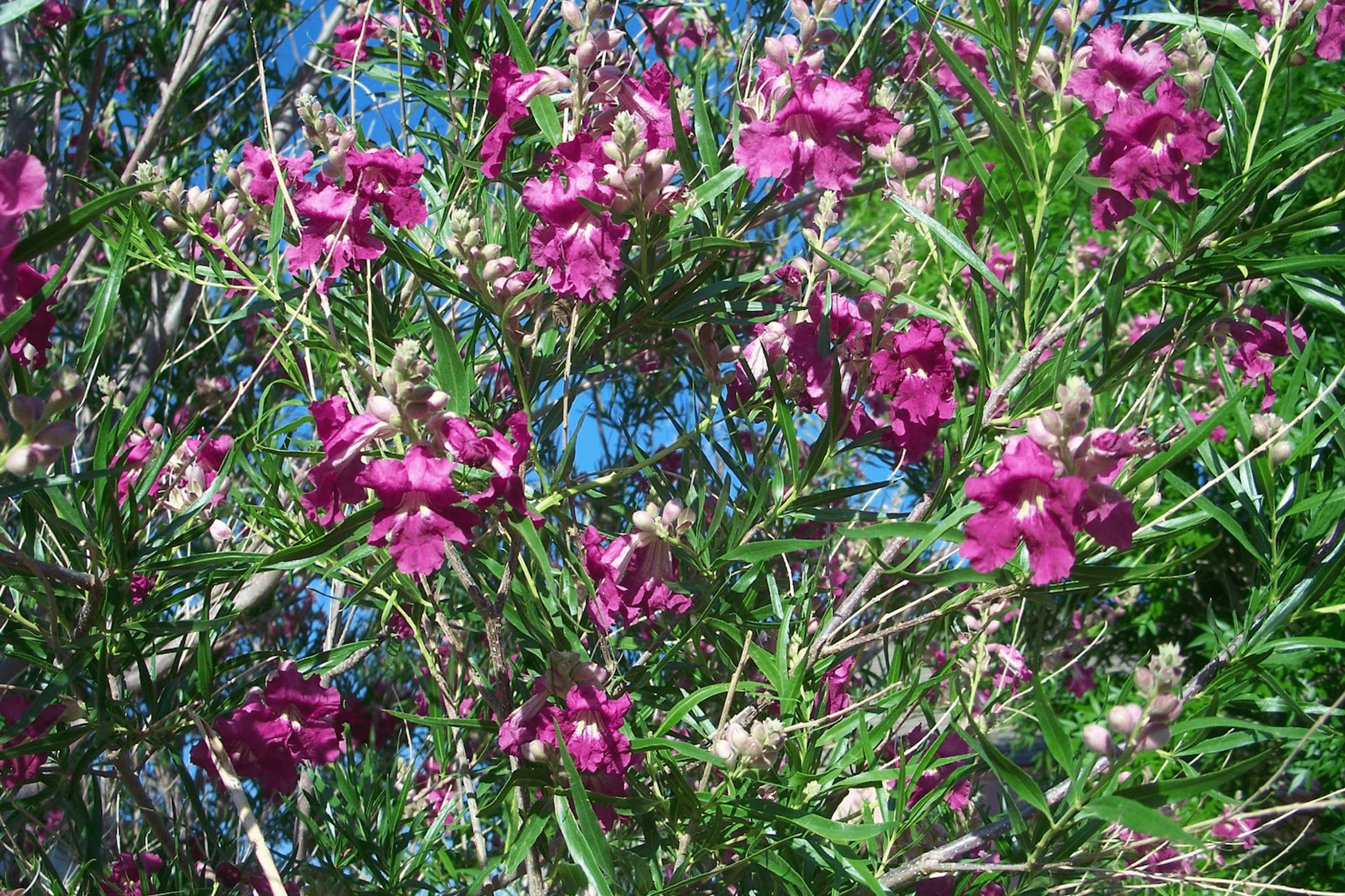 Bubba Desert Willow 'Burgundy' - Native Gardeners