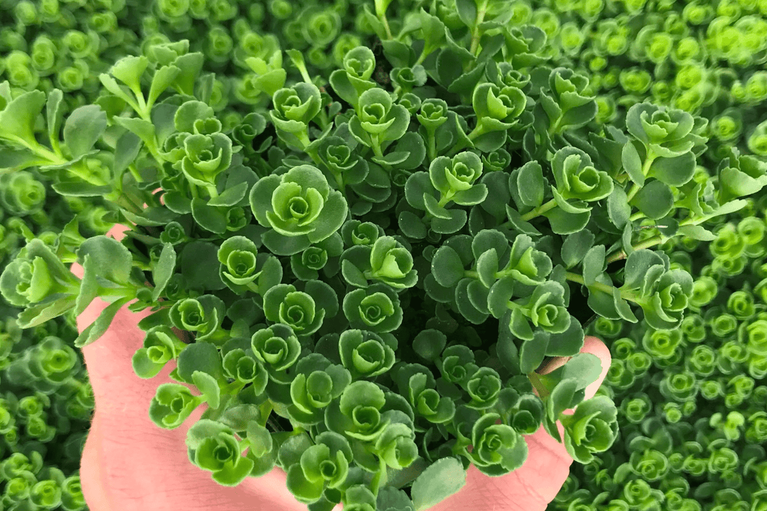 Sedum 'John Creech' - Native Gardeners