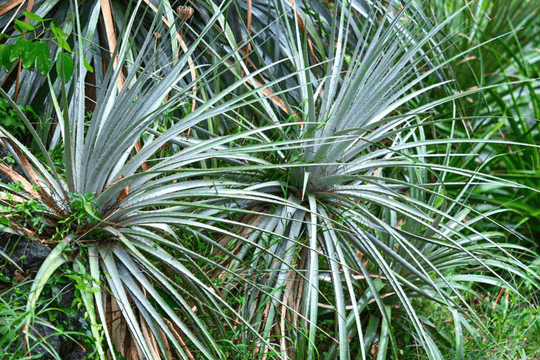 Texas Sotol - Native Gardeners