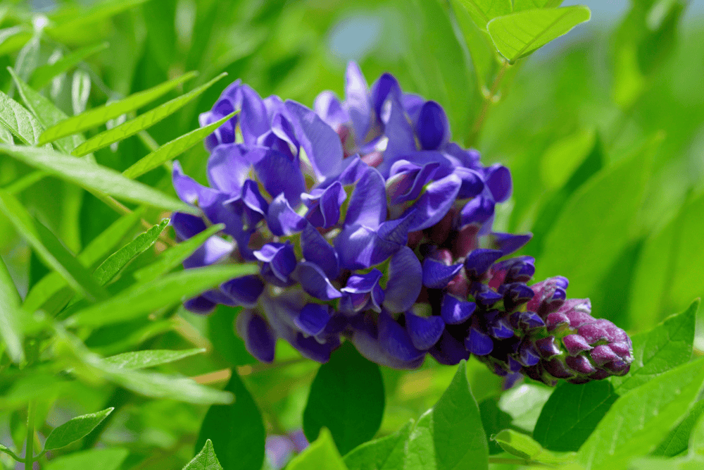 Texas Wisteria - Native Gardeners