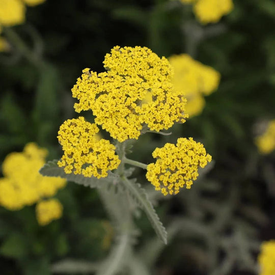 Yarrow 'Moonshine' - Native Gardeners