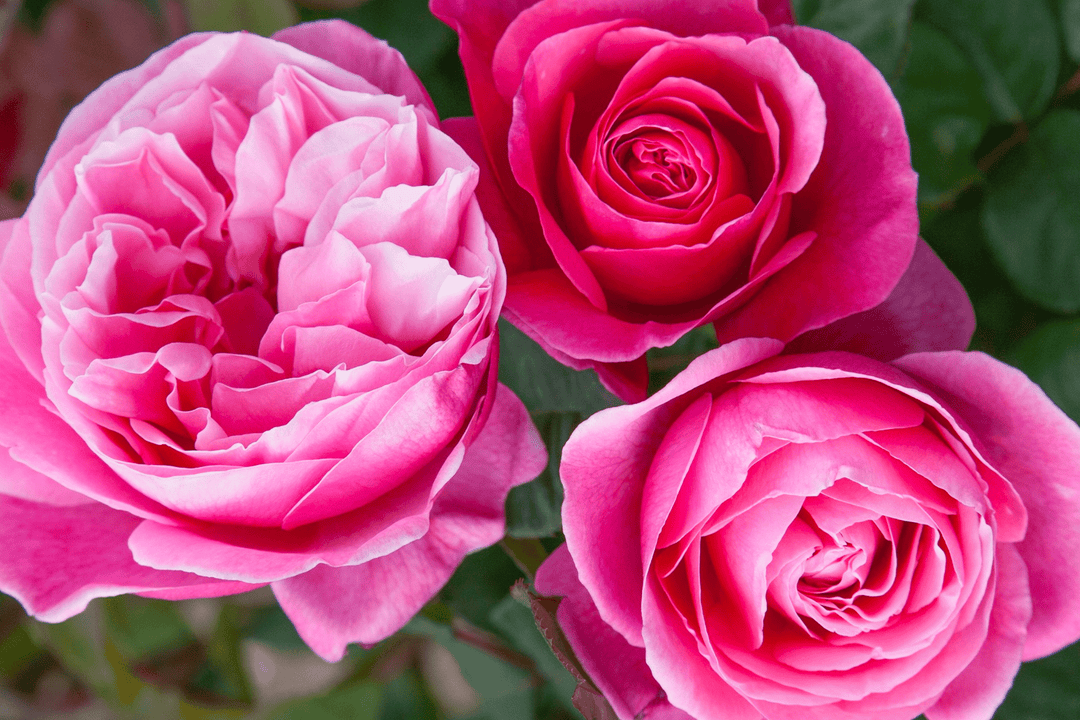 Rose 'Dee-Lish®' - Native Gardeners