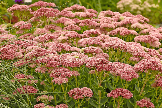 Sedum 'Autumn Fire' - Native Gardeners