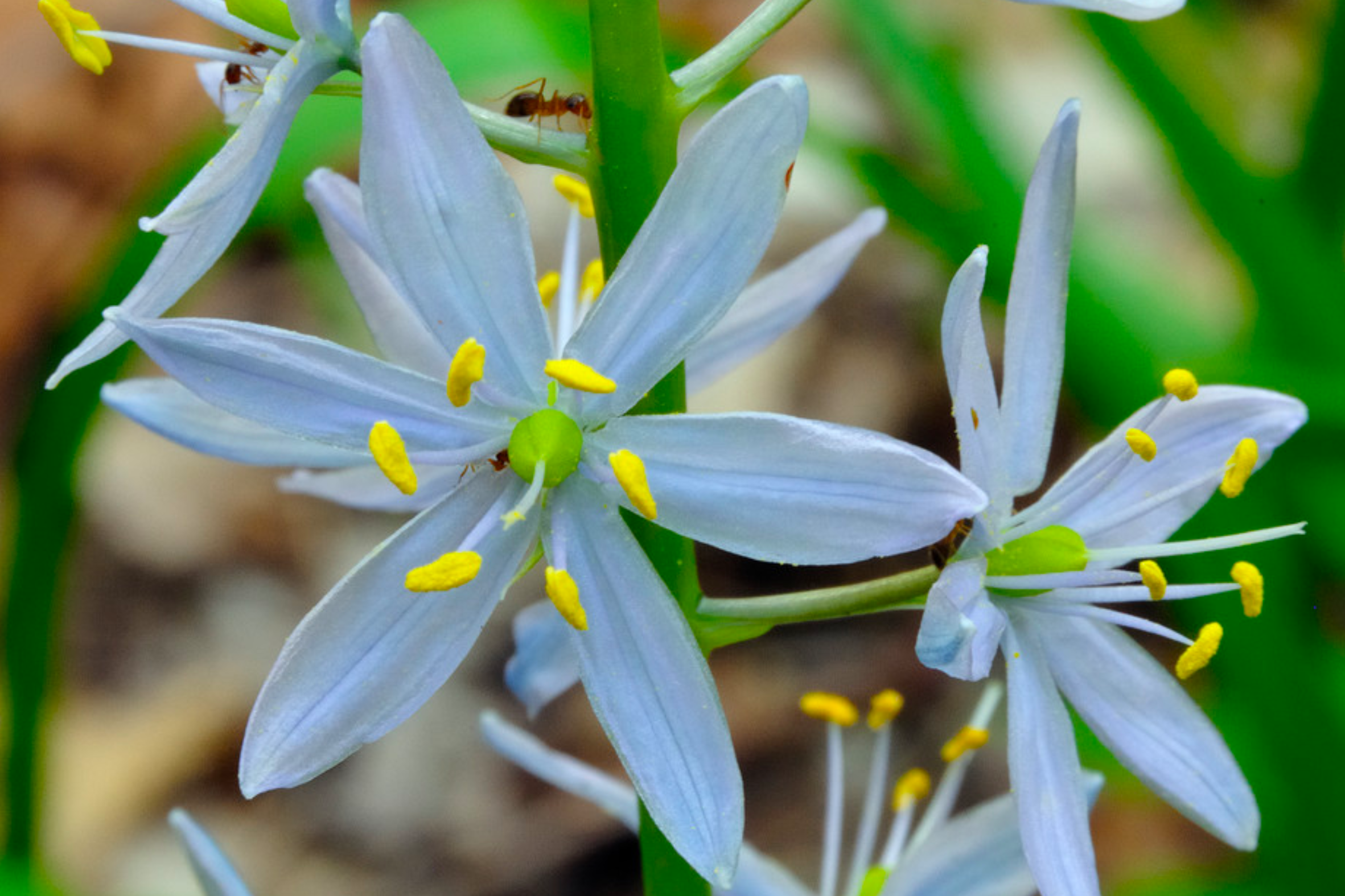 Wild Hyacinth