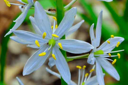 Wild Hyacinth - Native Gardeners