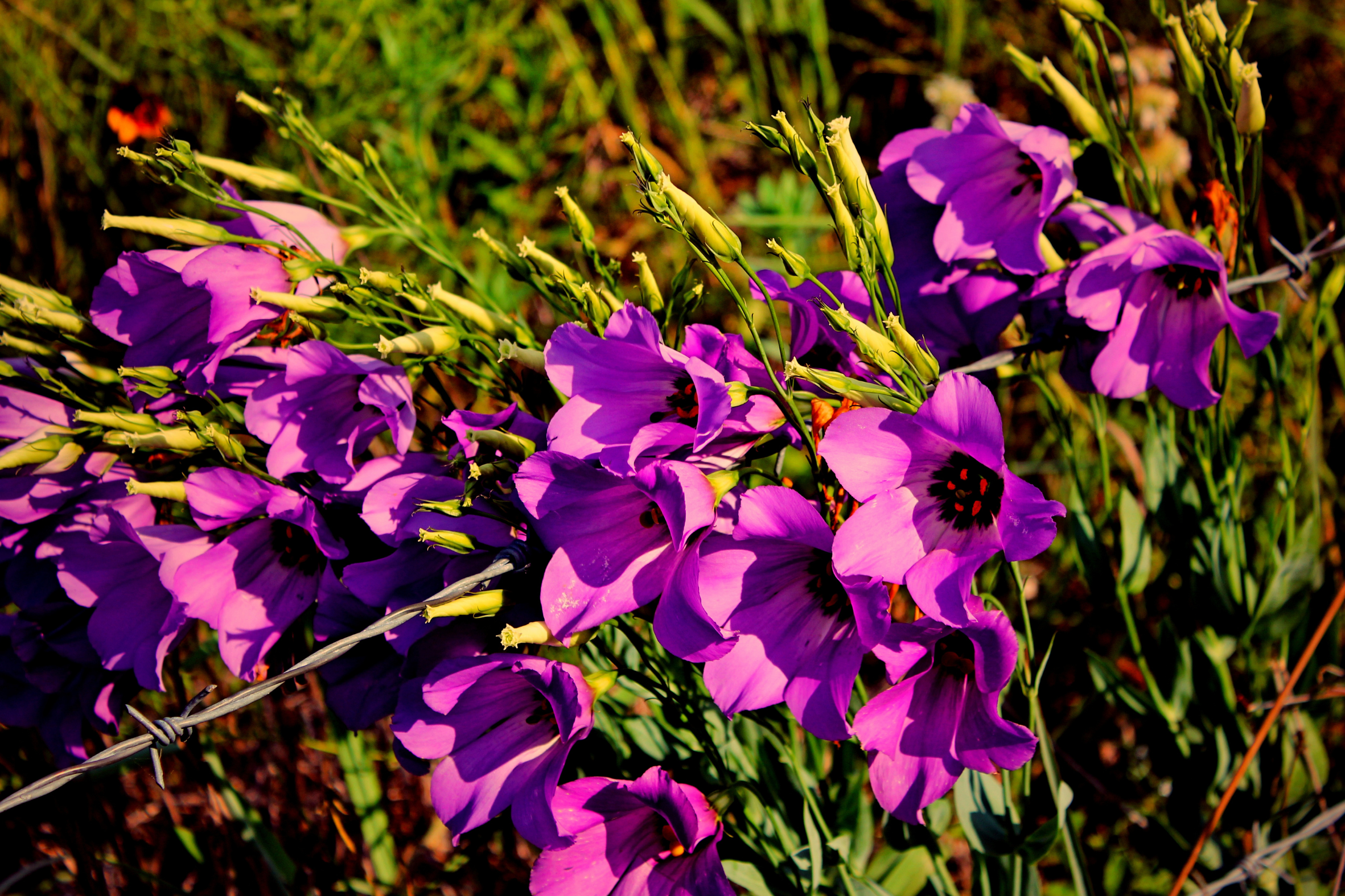 Texas Bluebells