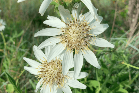 White Rosinweed Seed Packet - Native Gardeners