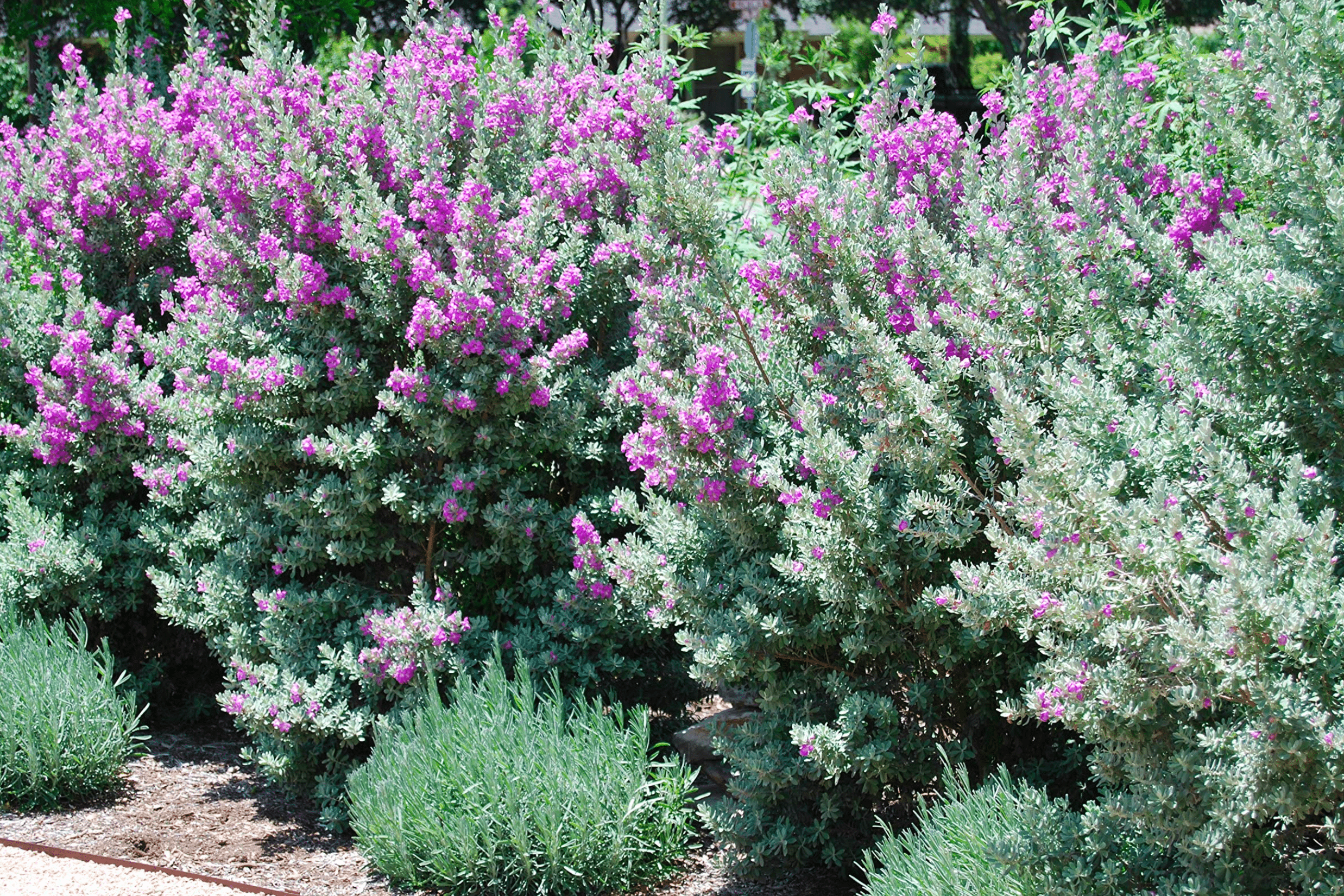 Texas Sage 'Green Cloud' - Native Gardeners