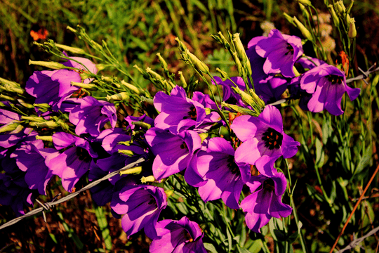 Texas Bluebells - Seed Packet - Native Gardeners