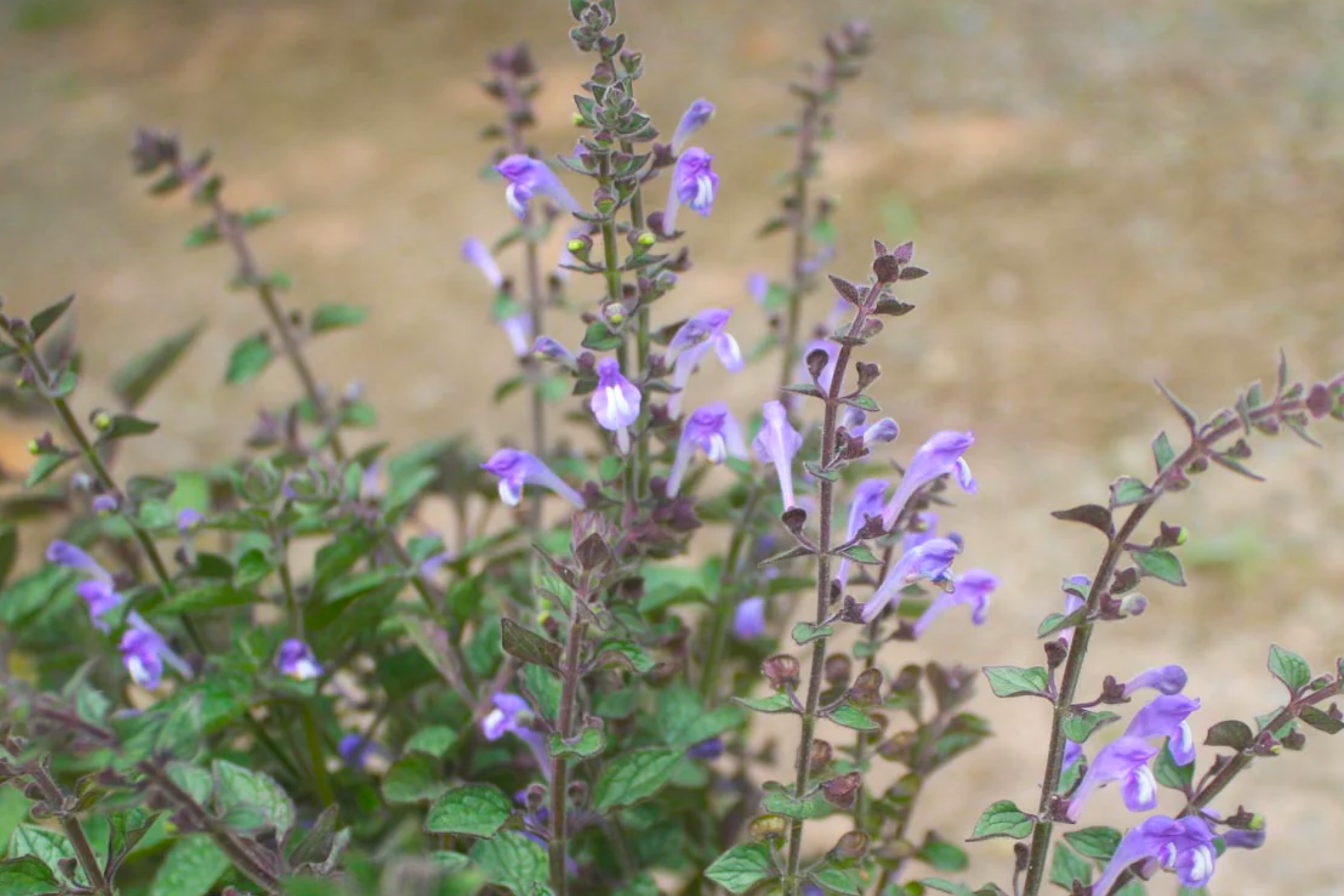 Skullcap 'Heartleaf' - Native Gardeners