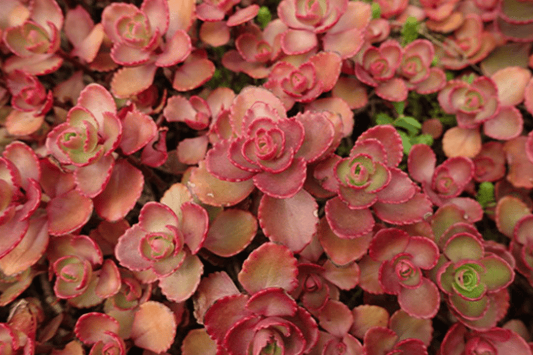 carpet sedum succulent Red Carpet Sedum