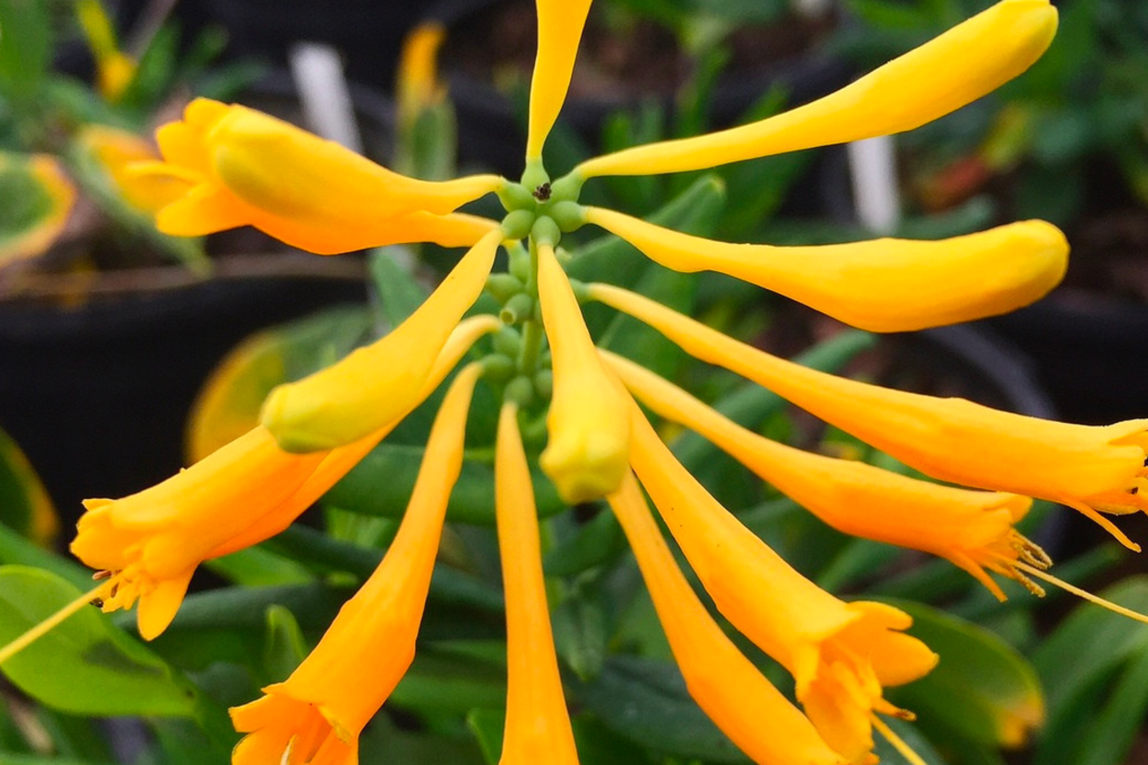 Yellow Honeysuckle