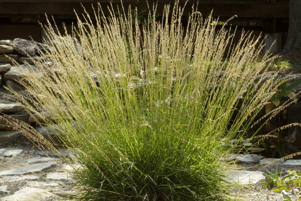 Sideoats Grama - Native Gardeners