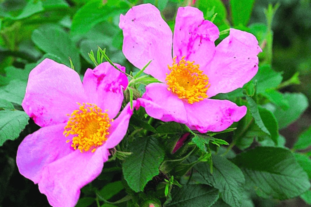 Rose 'Calocarpa' - Native Gardeners