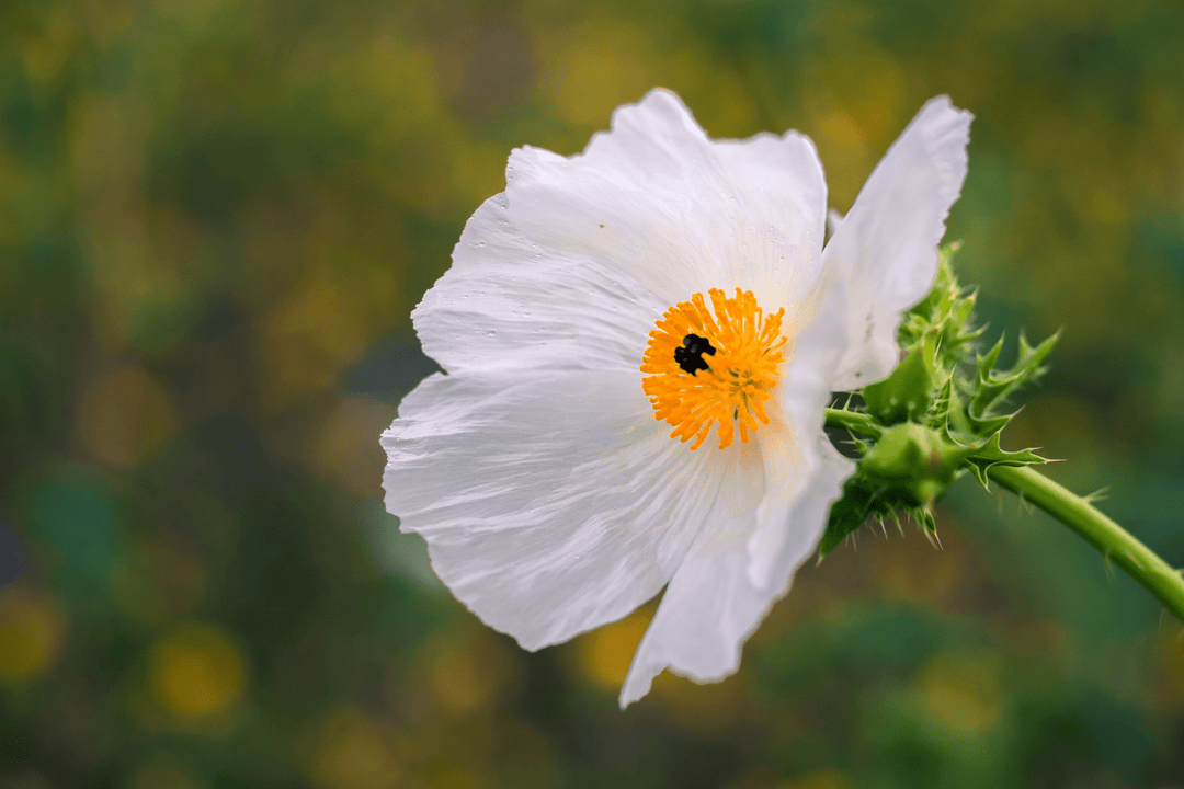 white flower with prickly seed pod White Prickly Poppy