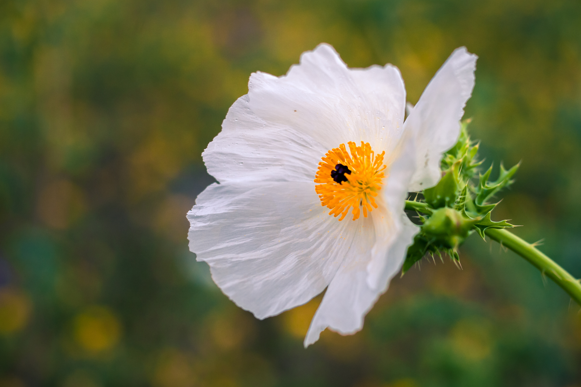 White Prickly Poppy - Seed Packet