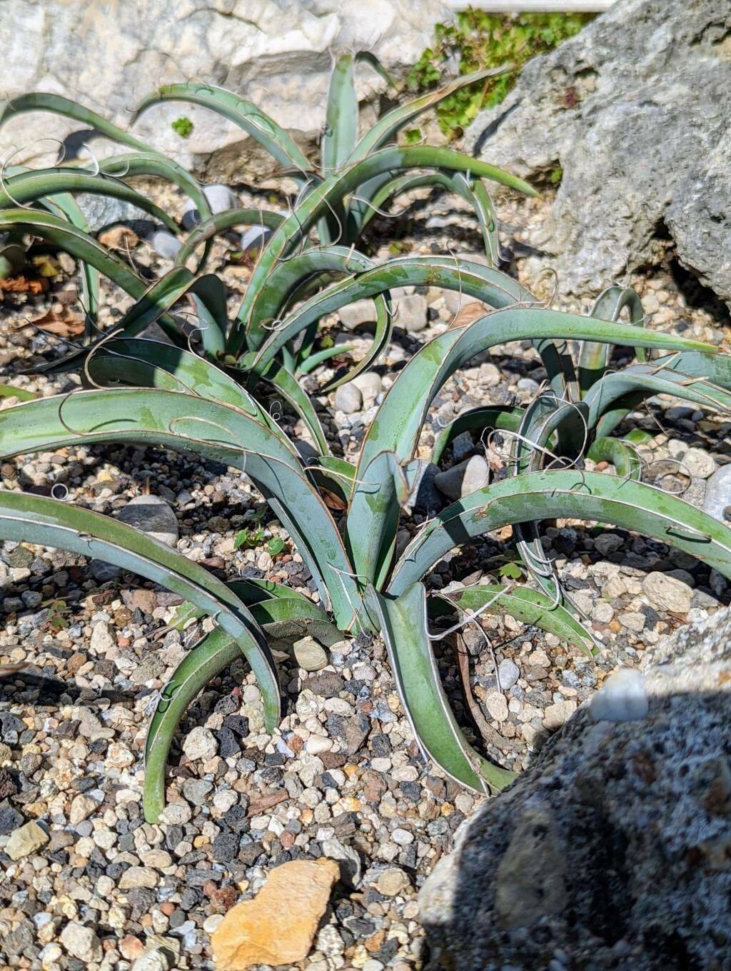 Banana Yucca - Native Gardeners