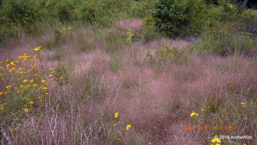 Purple Lovegrass - Native Gardeners