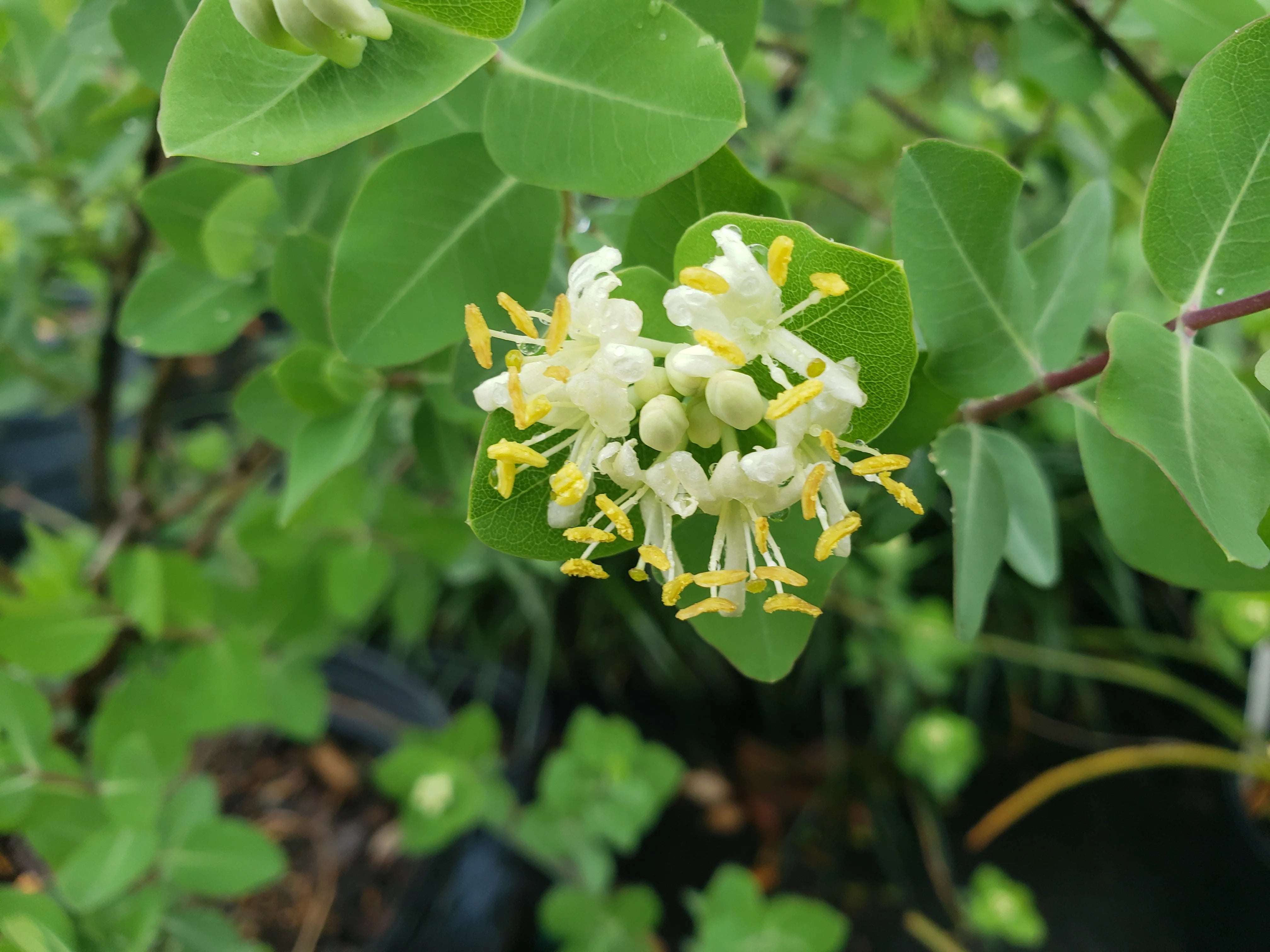 White Honeysuckle