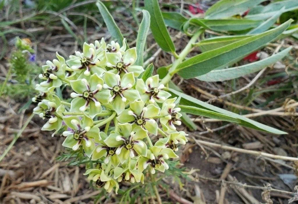 Zizotes Milkweed - Native Gardeners