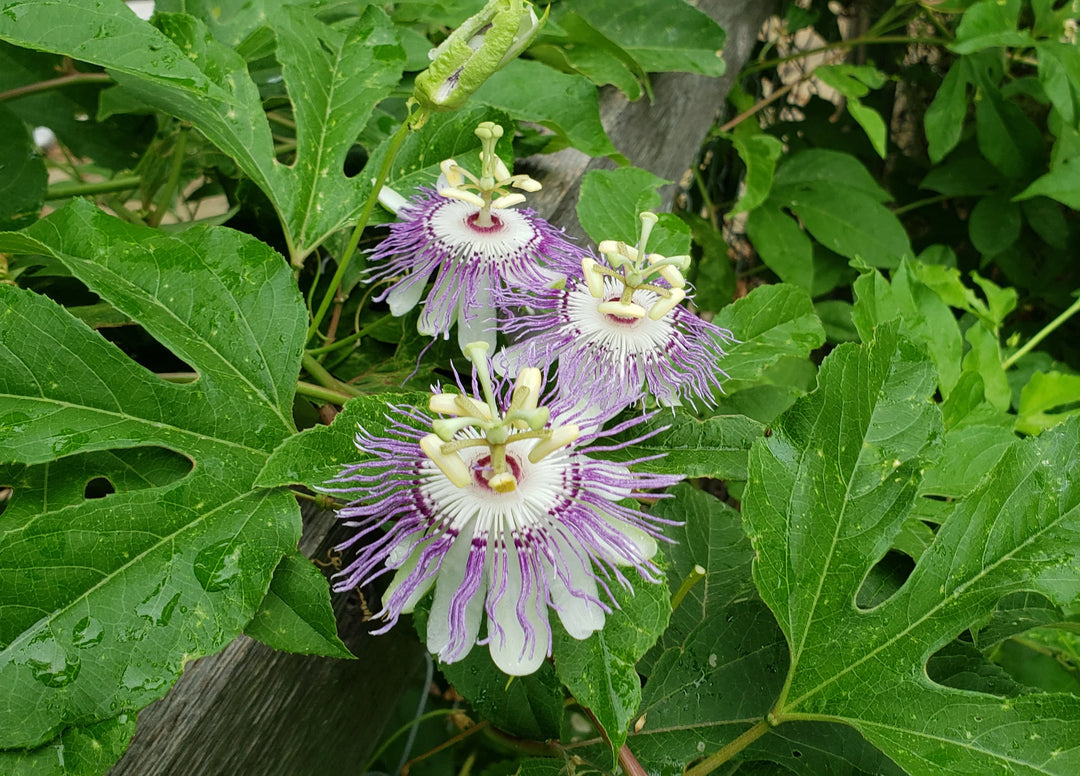 maypop passion flower seeds Maypop – Native Gardeners