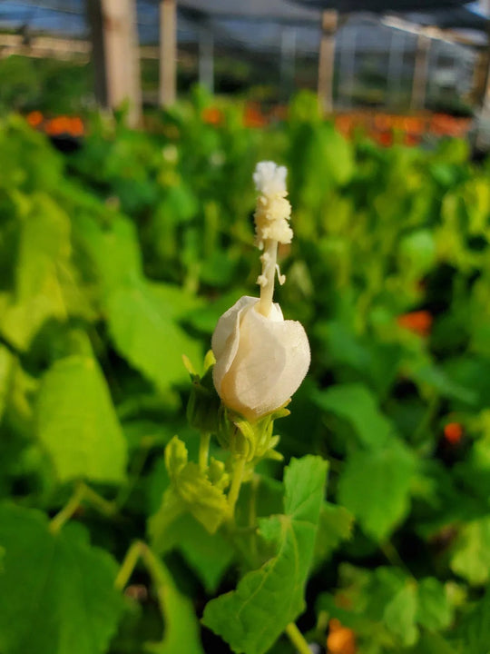 Turk's Cap 'White' - Native Gardeners