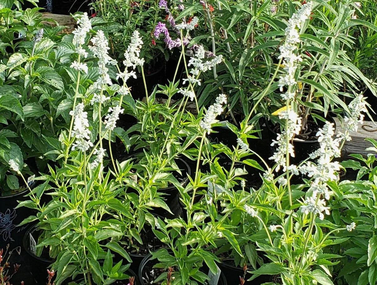 Mealy Sage 'Augusta Duelberg’ - Native Gardeners