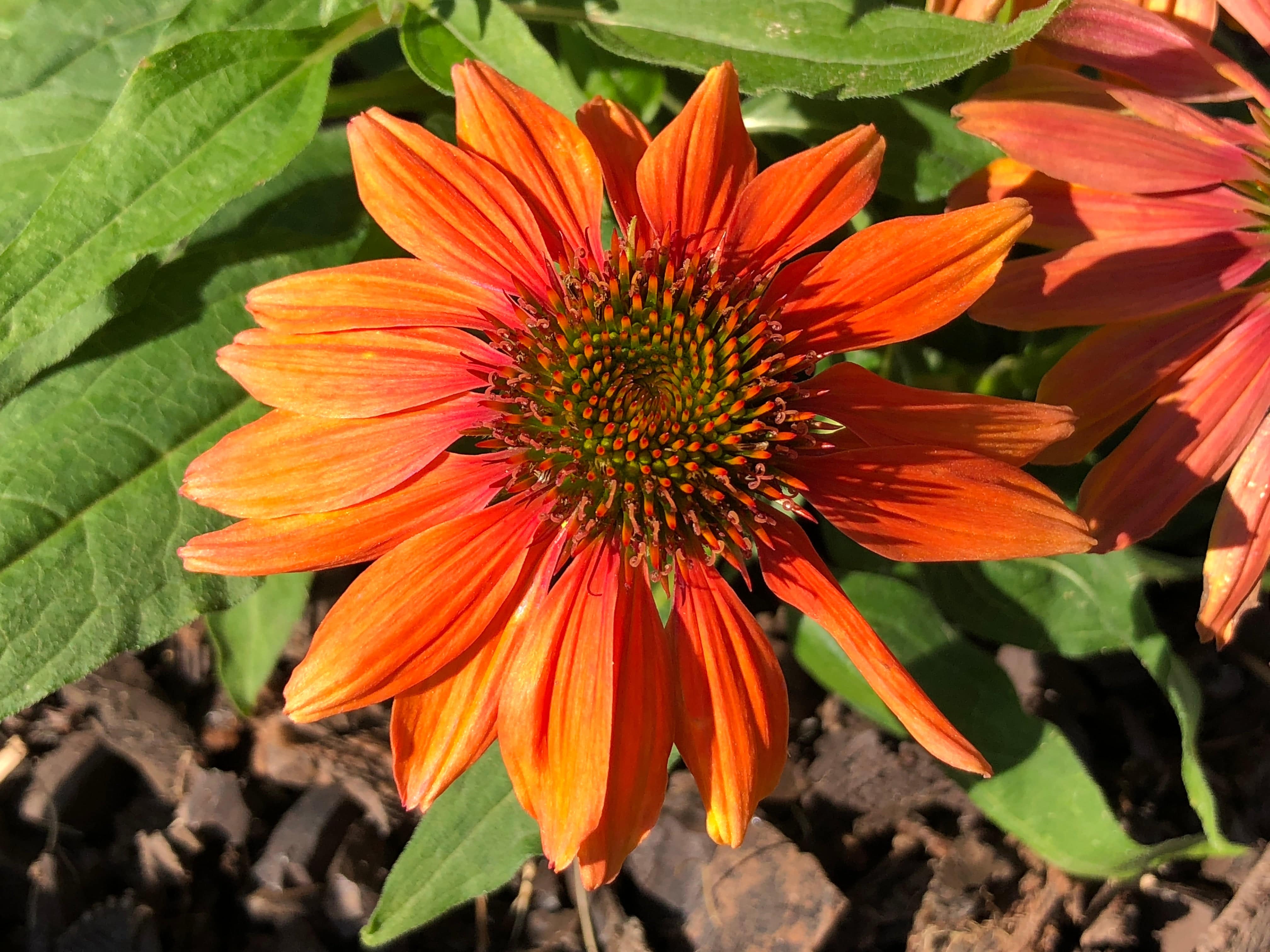 Soft Orange Coneflower - Native Gardeners