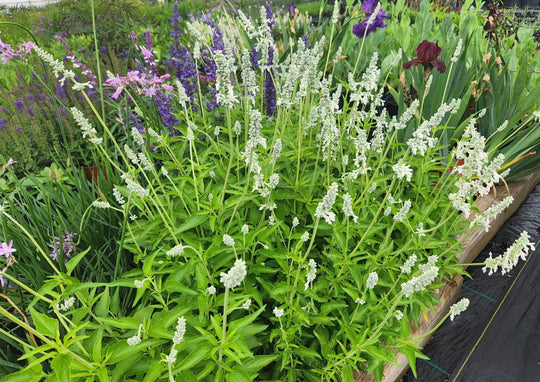 Mealy Sage 'Augusta Duelberg’ - Native Gardeners