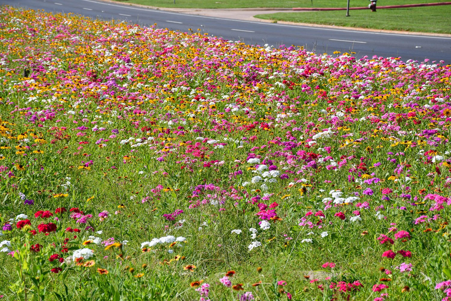 Drummond Phlox - Mixed Blooms