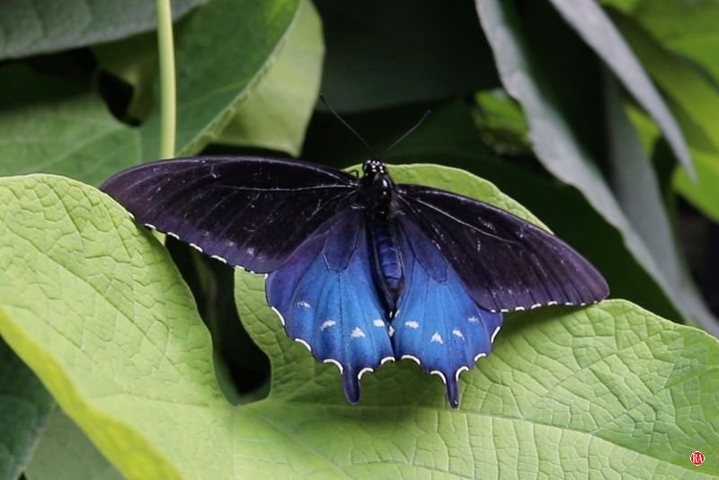 Pipevine Swallowtail (Battus philenor)