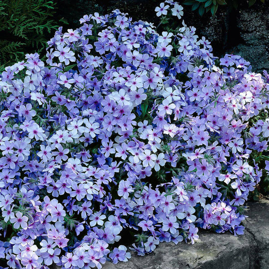 Woodland Phlox 'Chattahoochee' - Native Gardeners