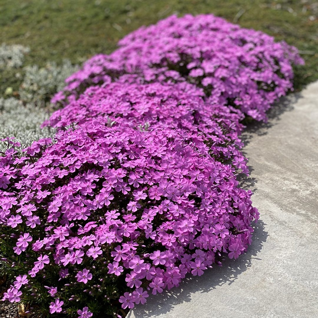 Creeping Phlox &#39;Emerald Pink&#39;