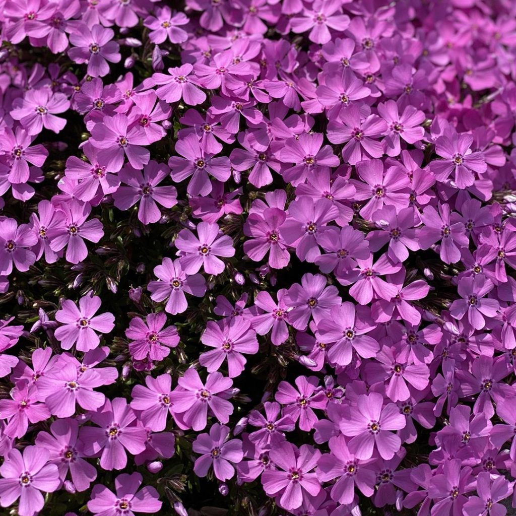 Creeping Phlox &#39;Emerald Pink&#39;