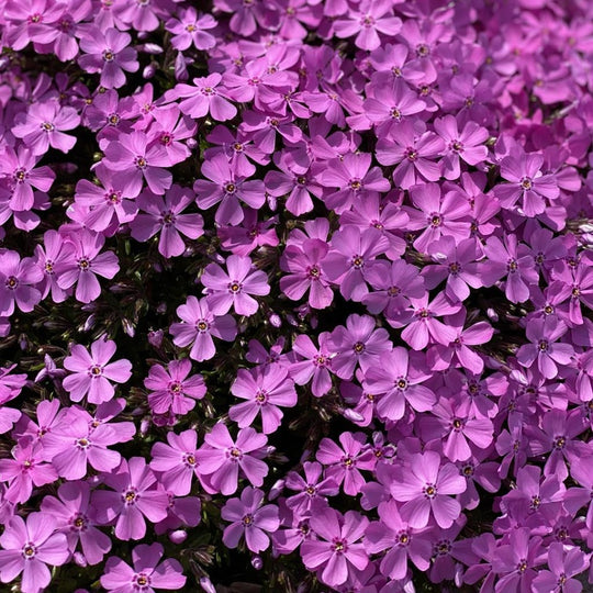 Creeping Phlox &#39;Emerald Pink&#39;