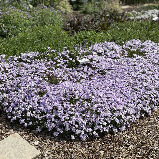 Moss Phlox 'Emerald Blue' - Native Gardeners