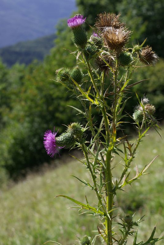 Field Thistle - Native Gardeners