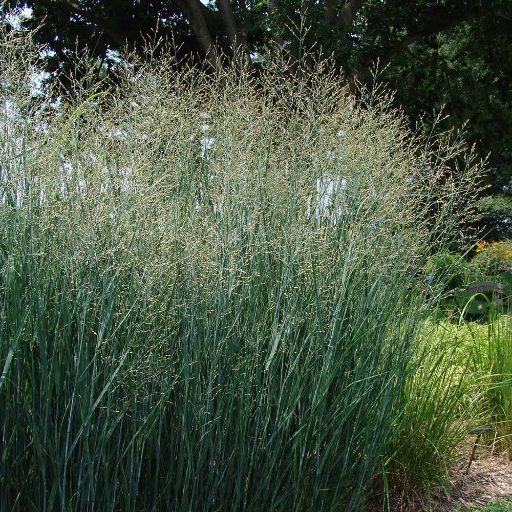 Switchgrass 'Heavy Metal' - Native Gardeners