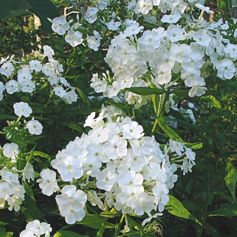 Garden Phlox 'David'