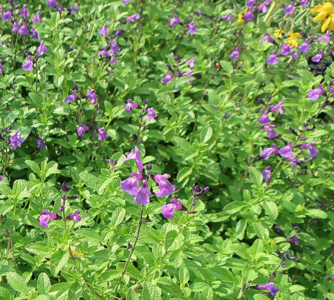 Salvia 'Mesa Azure' Native Gardeners