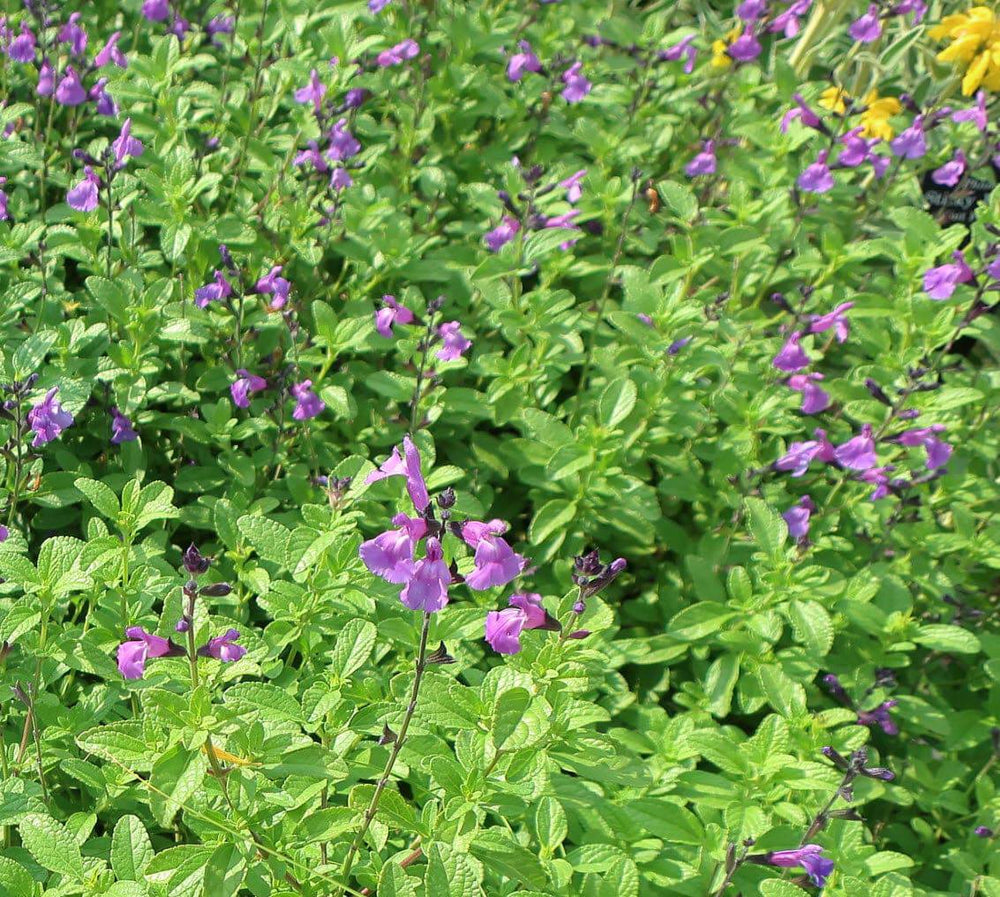 Littleleaf Sage 'Mesa Azure' - Native Gardeners