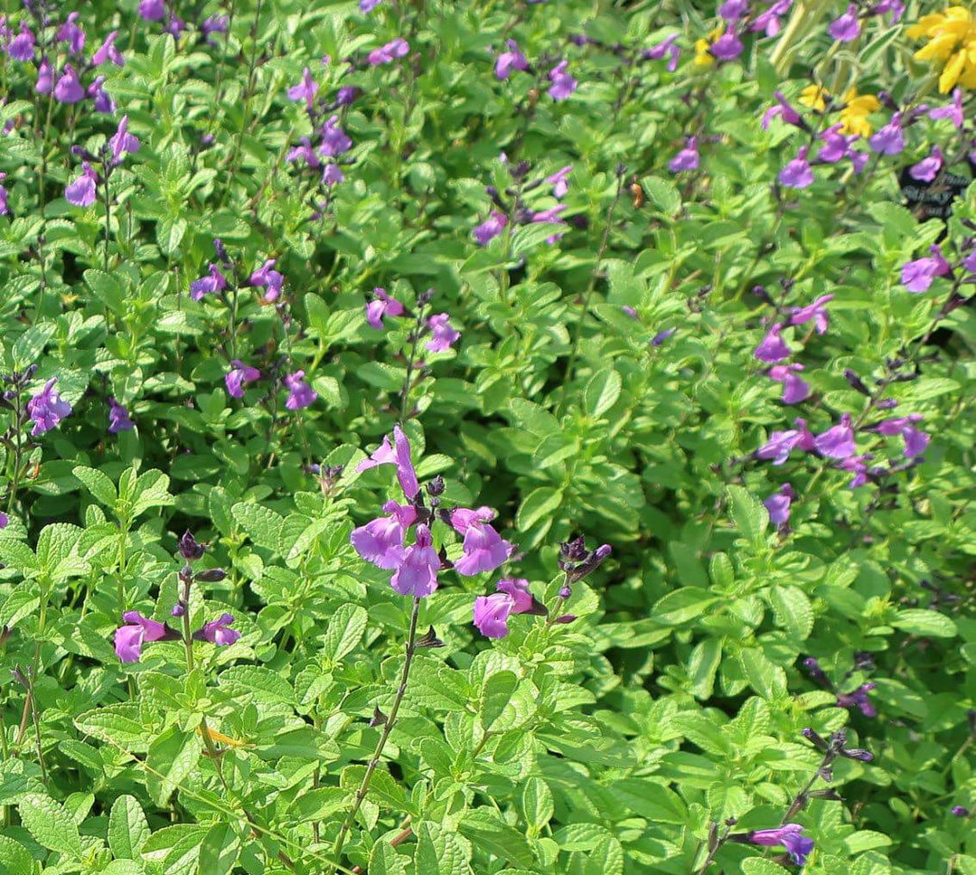 Littleleaf Sage 'Mesa Azure' - Native Gardeners