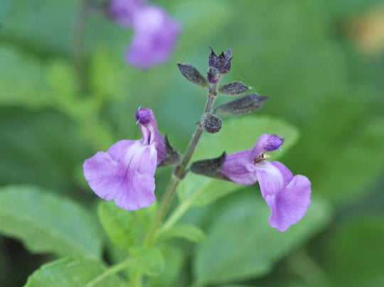 Littleleaf Sage 'Mesa Azure' - Native Gardeners