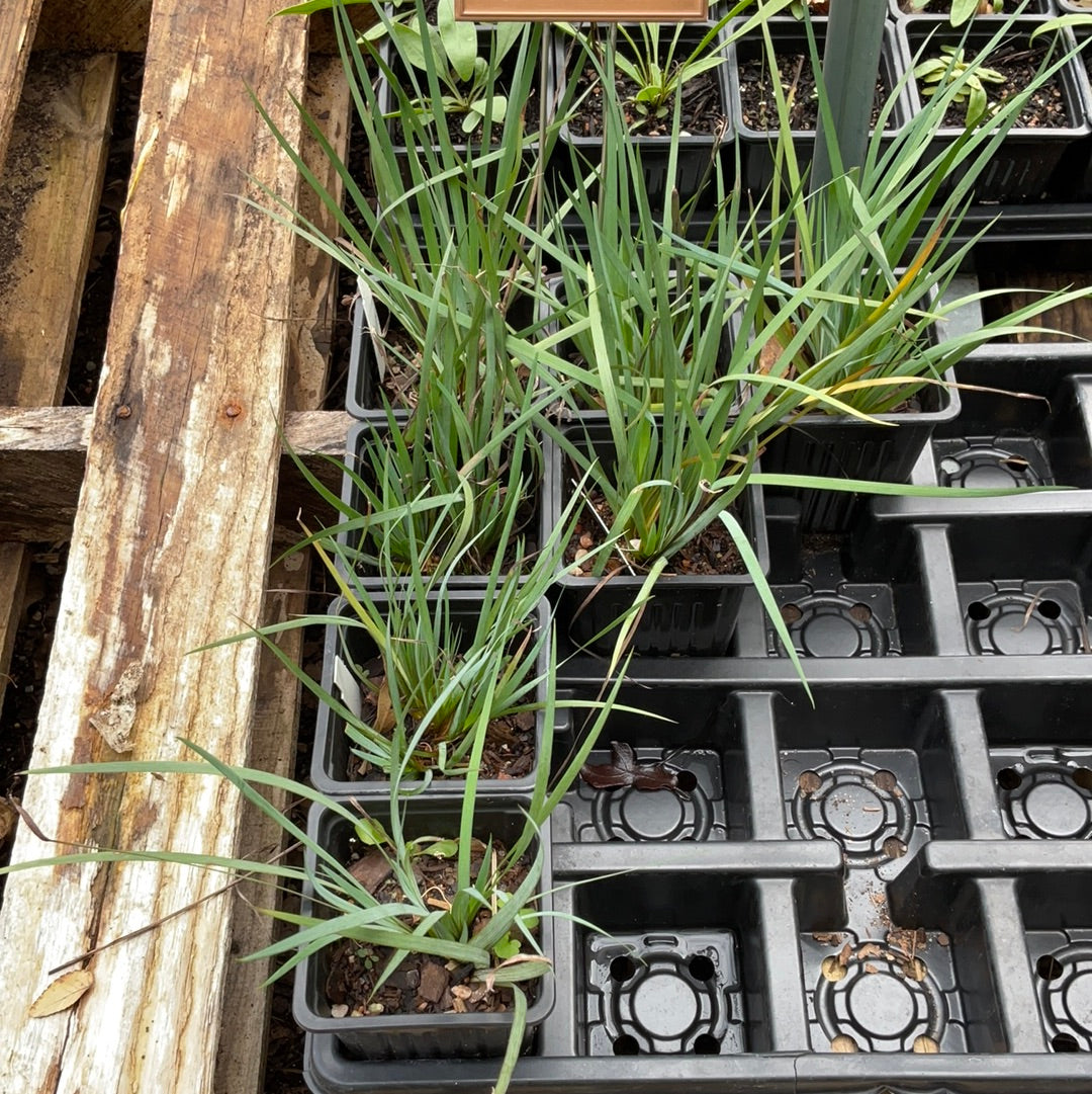 Blue Eyed Grass 'Moody Blues'