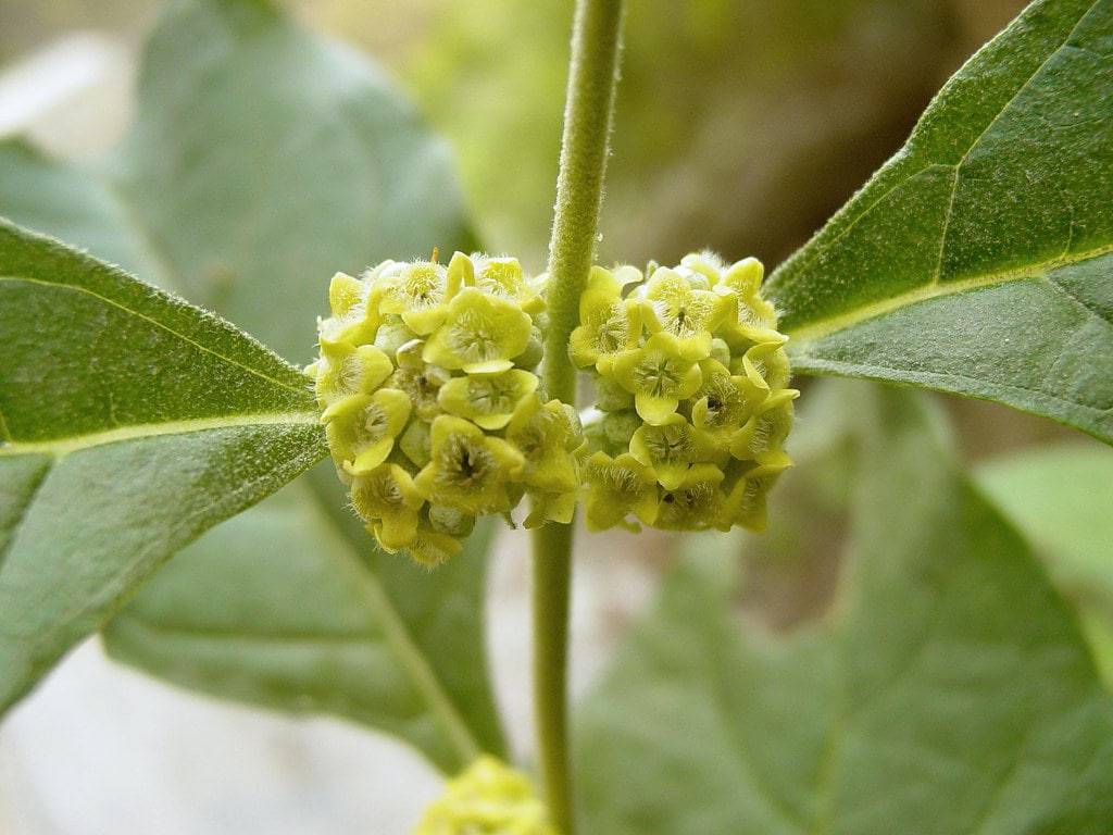 Rio Grande Butterfly Bush - Native Gardeners