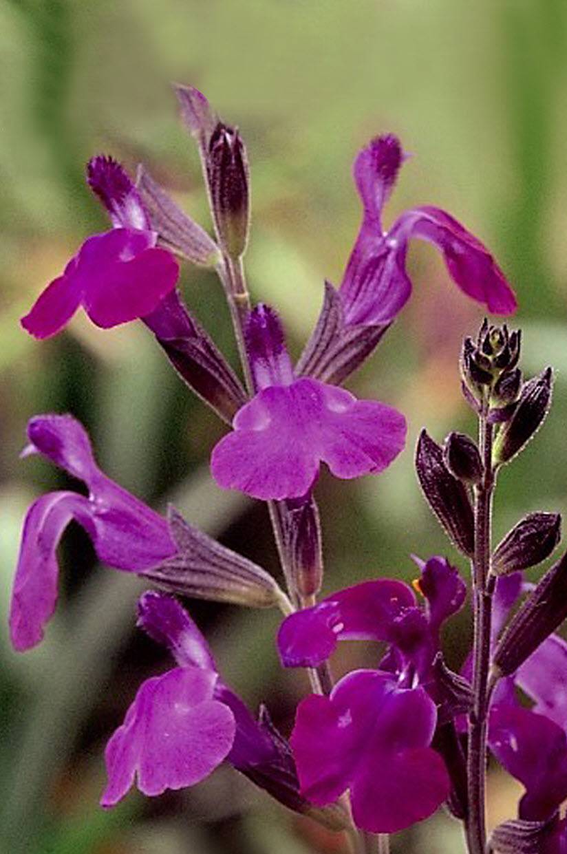 Autumn Sage 'Ultra Violet' - Native Gardeners